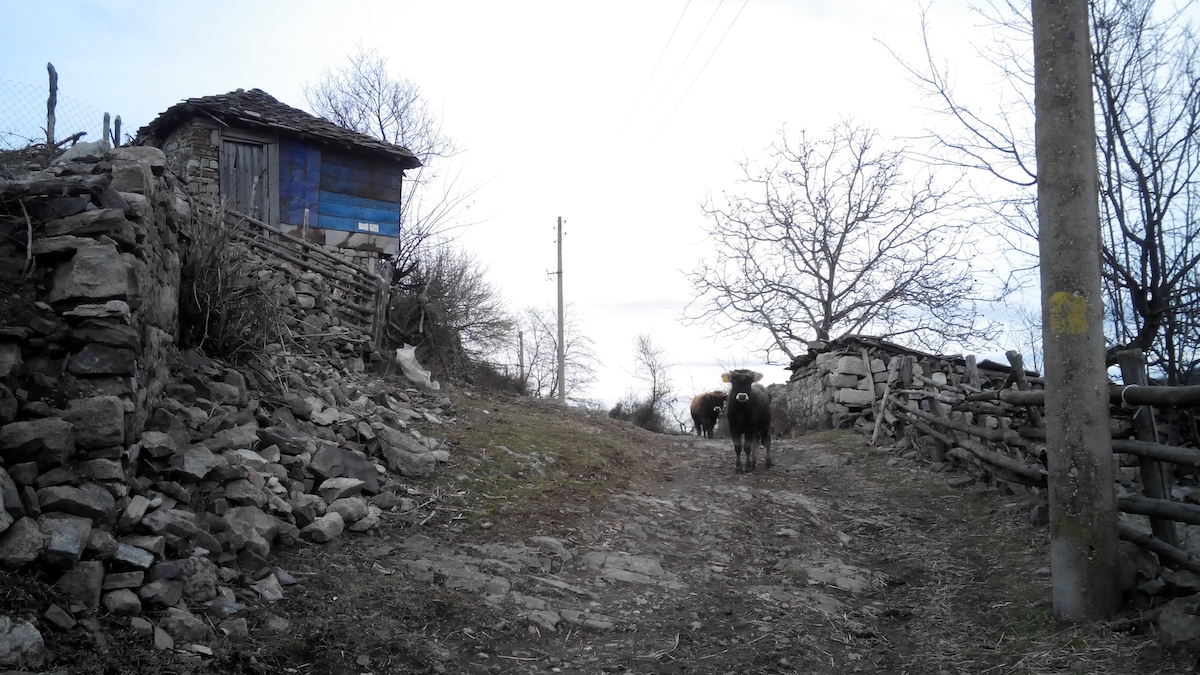 Calves in the village of Bezvodno