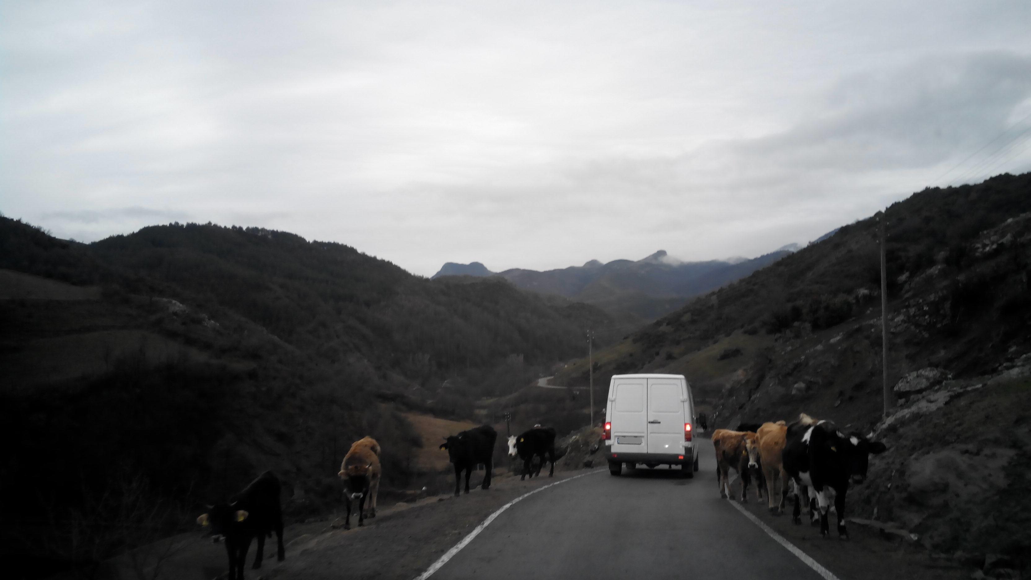 A white van on a road in the mountains surrounded by cows